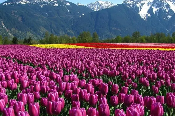 Kashmir Tulip Festival Package 4 Nights 5 Days